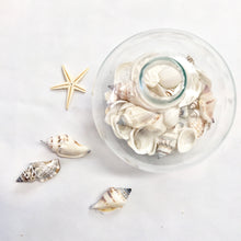 Load image into Gallery viewer, &quot;By the Sea&quot; Seashell Globes
